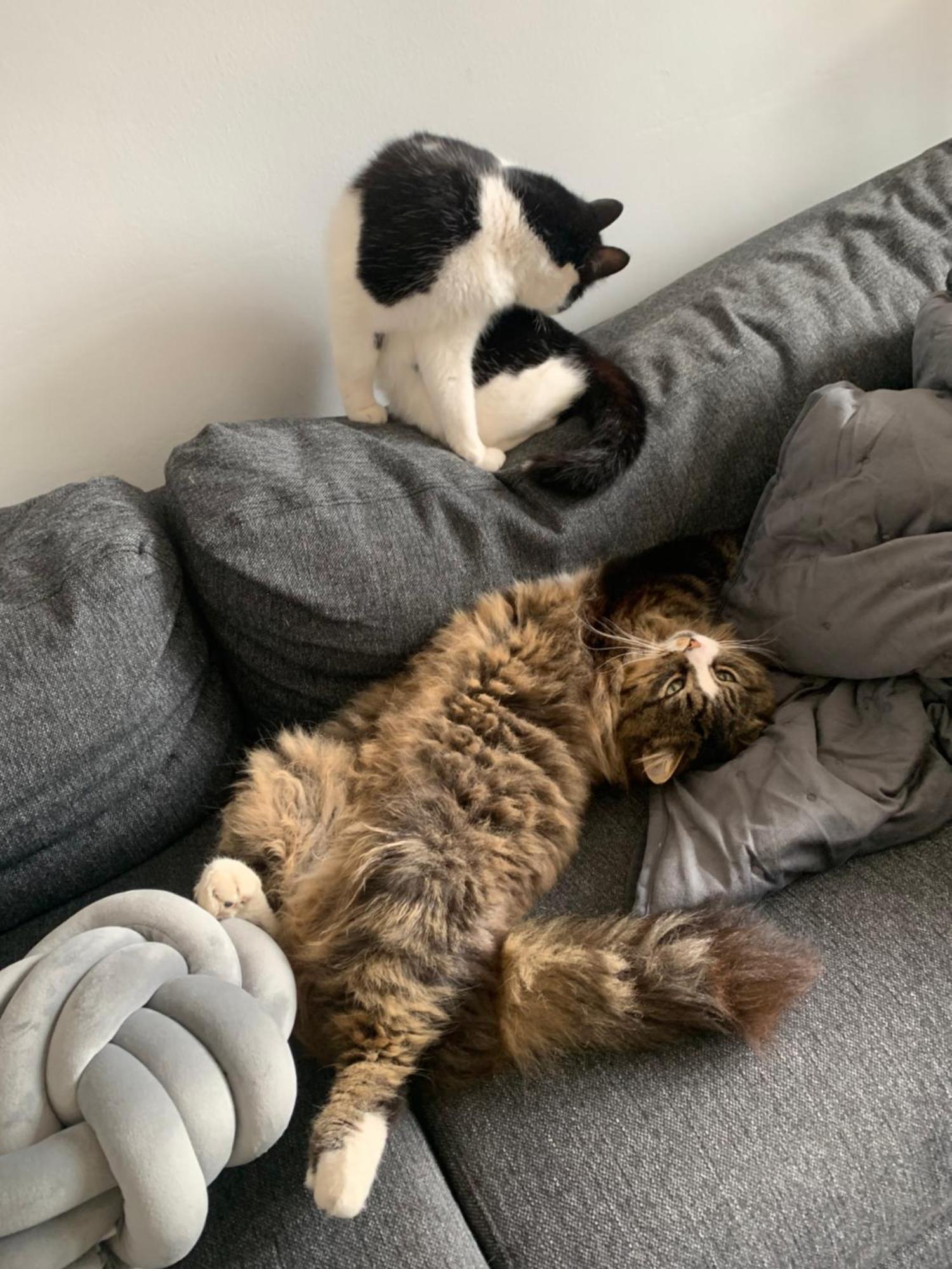 Wake Up With 2 Cats On Your Face Dublin Zewnętrze zdjęcie