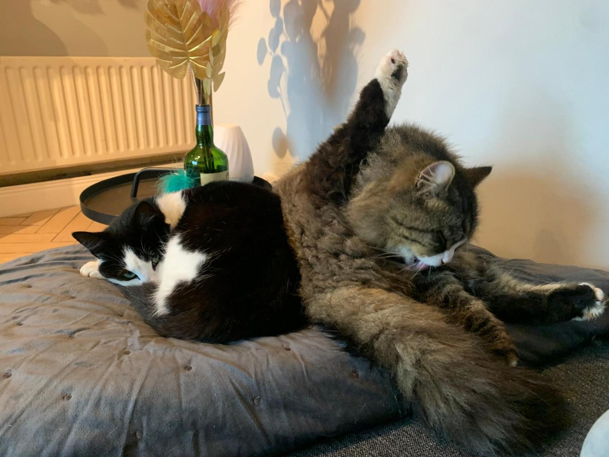 Wake Up With 2 Cats On Your Face Dublin Zewnętrze zdjęcie